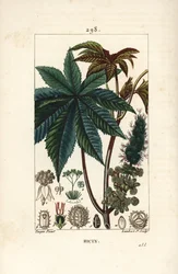 Ricinoljeväxt eller ricin, Ricinus communis (Ricinus vulgaris), med blad, blomma, stjälk och frö. Handkolorerad kopparstick av Lambert Junior från en teckning av Pierre Jean-Francois Turpin från Chaumeton, Poiret och Chamberets "" La Flo