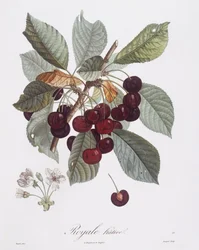 Körsbärsträd (Prunus avium), Henry Louis Duhamel du Monceau, botanisk platta av Pierre Jean Francois Turpin