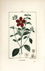 Cistus av Kreta - Gum cistus, Cistus creticus. Handkolorerad kopparstick av Lambert Junior från en teckning av Pierre Jean-Francois Turpin från Chaumeton, Poiret och Chamberets "" La Flore Medicale,"" Paris, Panckoucke