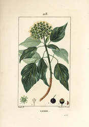 Klättermurgröna - Vanlig murgröna, Hedera helix. Handkolorerad kopparstick av Lambert Junior från en teckning av Pierre Jean-Francois Turpin från Chaumeton, Poiret och Chamberets "" La Flore Medicale,"" Paris, Panckoucke