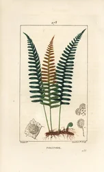 Vanlig polypod - Polypod ormbunke, Polypodium vulgare, med blad, frö och rot. Handkolorerad kopparstick av Lambert Junior från en teckning av Pierre Jean-Francois Turpin från Chaumeton, Poiret och Chamberets "" La Flore Medicale,"" Paris, P
