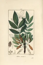 Vanlig ask eller ask eleve - Askträd, Fraxinus excelsior, visar gren, löv, frön och blad i kontur. Handkolorerad kopparstick av Lambert Junior efter en teckning av Pierre Jean-Francois Turpin från Chaumeton, Poiret et Chamberets ""