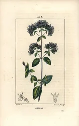 Vanlig oregano, även kallad vild mejram - Oregano eller vild mejram, Origanum vulgare, med blomma, blad, stjälk och frö. Handkolorerad kopparstick av Lambert Junior efter teckning av Pierre Jean-Francois Turpin från Chaumeton, Poiret och