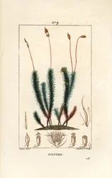 Vanlig polytrichum (skum) - Vanlig hårmössa, Vanlig polytrichum. Handkolorerad kopparstick av Lambert Junior från en teckning av Pierre Jean-Francois Turpin från Chaumeton, Poiret och Chamberets "" La Flore Medicale,"" Paris, Panckoucke
