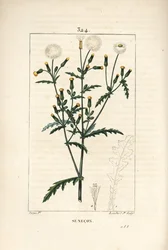 Vanlig senekona - Vanlig jordsel, Senecio vulgaris, med blomma, blad, frö, stjälk och bladkontur. Handkolorerad kopparstick av Lambert Junior från en teckning av Pierre Jean-Francois Turpin från Chaumeton, Poiret och Chamberets "" La F