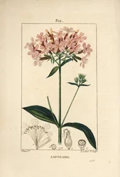 Vanlig tvålört, Saponaria officinalis, med blomma, blad, stjälk och frö. Handkolorerad kopparstick av Lambert Junior från en teckning av Pierre Jean-Francois Turpin från Chaumeton, Poiret och Chamberets "" La Flore Medicale,"" Paris, Panck