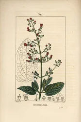 Öron scrofulary - Vattenfikonört, Scrophularia aquatica, med blomma, blad, stjälk, frö och bladkontur. Handkolorerad kopparstick av Lambert Junior från en teckning av Pierre Jean-Francois Turpin från Chaumeton, Poiret och Chamberets "" La F