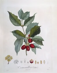 European Cornel (Cornus mas), Henry Louis Duhamel du Monceau, botanisk platta av Pierre Jean Francois Turpin