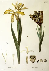 Fetid Iris, graverad av L. J. Allais (handkolorerad gravyr)