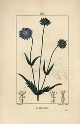 Fältknautie eller fältskabv - Fältskabb, Knautia arvensis, med blom-, blad-, stjälk-, frö- och bladkontur. Handkolorerad kopparstick av Lambert Junior efter teckning av Pierre Jean-Francois Turpin från Chaumeton, Poiret och Cham
