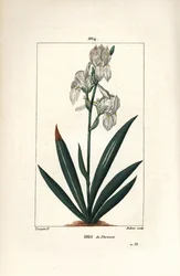 Florentinsk iris, Florens Iris - Florentinsk iris, Iris florentina, blomma och blad. Handkolorerad kopparstick av Dubois från en teckning av Pierre Jean-Francois Turpin från Chaumeton, Poiret och Chamberets "" La Flore Medicale,"" Paris, Pan