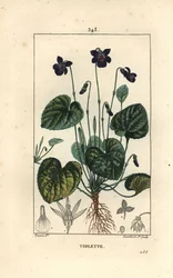 Doftviol – Söt viol, Viola odorata, med blomma, blad, stjälk och rötter. Handkolorerad kopparstick av Lambert Junior från en teckning av Pierre Jean-Francois Turpin från Chaumeton, Poiret och Chamberets "" La Flore Medicale,"" Pari