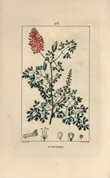 Fumeterre officinale eller Foot de Celine - Fumitory, Fumaria officinalis, som visar blommor, blad och frön. Handkolorerad kopparstick av Lambert Junior från en teckning av Pierre Jean-Francois Turpin från Chaumeton, Poiret et Chamberets "" L