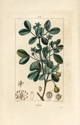 Gaiac eller helig trä, livets trä - Guaiacum, Guajacum officinale. Handkolorerad kopparstick av Lambert Junior från en teckning av Pierre Jean-Francois Turpin från Chaumeton, Poiret och Chamberets "" La Flore Medicale,"" Paris, Panckoucke