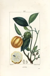 Garcinia gummi gutta eller Malabar Tamarinier, Gambooge, Brindall Bay - Gum guttae tree, Cambogia gutta, med frukt, blad, blomma och frukt i sektion. Handkolorerad kopparstick av Lambert Junior efter teckning av Pierre Jean-Francois Turpin