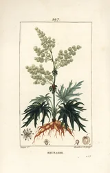 Trädgårdsrabarber - Rabarber, Rheum rhabarbarum (Rheum palmatum), med blomma, stjälk, blad, frö och rot. Handkolorerad kopparstick av Lambert Junior från en teckning av Pierre Jean-Francois Turpin från Chaumeton, Poiret och Chamberets "" La F