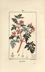 Pelargongräs a Robert - Hert Robert, Geranium robertianum. Handkolorerad kopparstick av Lambert Junior från en teckning av Pierre Jean-Francois Turpin från Chaumeton, Poiret och Chamberets "" La Flore Medicale,"" Paris, Panckoucke