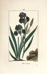 Tysk iris eller trädgårdsiris - Blå blomma de luce, Iris germanica, blad, blomma och rot. Handkolorerad kopparstick av Dubois från en teckning av Pierre Jean-Francois Turpin från Chaumeton, Poiret och Chamberets "" La Flore Medicale,"" Paris