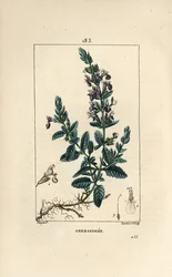 Germandree petit oak - Germander, Teucrium chamaedrys. Handkolorerad kopparstick av Lambert Junior från en teckning av Pierre Jean-Francois Turpin från Chaumeton, Poiret och Chamberets "" La Flore Medicale,"" Paris, Panckoucke