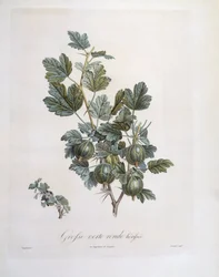 Krusbär (Ribes uva-crispa), Henry Louis Duhamel du Monceau, botanisk tallrik av Pierre Jean Francois Turpin