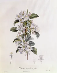 Hagtorn (Crataegus azarolus) blomma Henry Louis Duhamel du Monceau, botanisk tallrik av Pierre Jean Francois Turpin