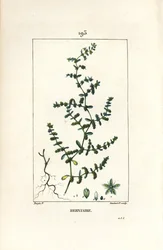 Herniary glabrous eller turquette - Ruptur vört, Herniaria glabra. Handkolorerad kopparstick av Lambert Junior från en teckning av Pierre Jean-Francois Turpin från Chaumeton, Poiret och Chamberets "" La Flore Medicale,"" Paris, Panckoucke
