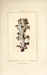 Islandlav eller Islandsmossa - Islandlav, Lichen islandicus. Handkolorerad kopparstick av Lambert Junior från en teckning av Pierre Jean-Francois Turpin från Chaumeton, Poiret och Chamberets "" La Flore Medicale,"" Paris, Panckoucke