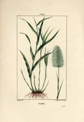 Indisk nardus, indikerar, spicanard - Spikenard, Andropogon nardus, med blad, rot och blomma. Handkolorerad kopparstick av Lambert Junior från en teckning av Pierre Jean-Francois Turpin från Chaumeton, Poiret och Chamberets "" La Flore Medi