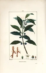Ipeca eller Ipecacuana - Ipecacuanha, Psychotria emetica, med blad, blomma och rot. Handkolorerad kopparstick av Lambert Junior från en teckning av Pierre Jean-Francois Turpin från Chaumeton, Poiret och Chamberets "" La Flore Medicale,"" Par