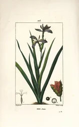 Iris fetide eller iris ben, stinkande iris - Stinking iris, Iris foetida, med blomma, blad och fröskida. Handkolorerad kopparstick av Dubois från en teckning av Pierre Jean-Francois Turpin från Chaumeton, Poiret och Chamberets "" La Flore Medi