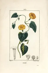 Jalap, Convolvulus jalappa. Handkolorerad kopparstick av Lambert Junior från en teckning av Pierre Jean-Francois Turpin från Chaumeton, Poiret och Chamberets "" La Flore Medicale,"" Paris, Panckoucke