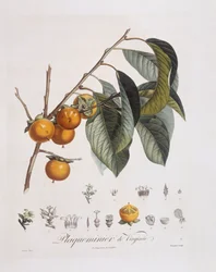 Japansk persimmon eller kaki (Diospyros kaki), Henry Louis Duhamel du Monceau, botanisk tallrik av Pierre Jean Francois Turpin