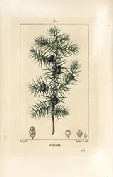 Enbärsträd, Juniperus vulgaris, visar blad, bär och stjälk. Handkolorerad kopparstick av Lambert Junior från en teckning av Pierre Jean-Francois Turpin från Chaumeton, Poiret och Chamberets "" La Flore Medicale,"" Paris, Panckoucke