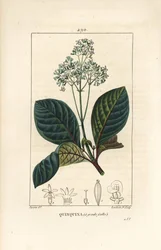 Ladenbergia oblongifolia (Cinchona magnifolia), med blomma, gren, blad och frö. Handkolorerad kopparstick av Lambert Junior från en teckning av Pierre Jean-Francois Turpin från Chaumeton, Poiret och Chamberets "" La Flore Medicale,"" Pa