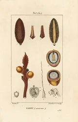 Stor gren eller stora cycasfrön - Queen sago, Cycas circinalis, visar frö och sektion. Utrotningshotad. Handkolorerad kopparstick av Lambert Junior från en teckning av Pierre Jean-Francois Turpin från Chaumeton, Poiret och Chamberets "" La
