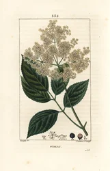Stort fläder eller svart fläder - Vanligt fläderträd, Sambucus nigra. Handkolorerad kopparstick av Lambert Junior från en teckning av Pierre Jean-Francois Turpin från Chaumeton, Poiret och Chamberets "" La Flore Medicale,"" Paris, Panck