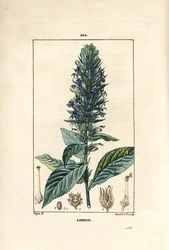 Stor lobelia eller sifilitisk lobelia - Blå kardinalblomma, Lobelia syphilitica. Handkolorerad kopparstick av Lambert Junior från en teckning av Pierre Jean-Francois Turpin från Chaumeton, Poiret och Chamberets "" La Flore Medicale,"" Par