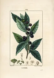 Lagerträd, Laurus nobilis, med blad, bär och frö. Handkolorerad kopparstick av Lambert Junior från en teckning av Pierre Jean-Francois Turpin från Chaumeton, Poiret och Chamberets "" La Flore Medicale,"" Paris, Panckoucke