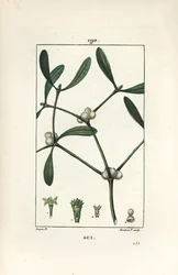 Leafy mistel - Mistel, Vissperm album. Handkolorerad kopparstick av Lambert Junior från en teckning av Pierre Jean-Francois Turpin från Chaumeton, Poiret och Chamberets "" La Flore Medicale,"" Paris, Panckoucke