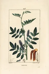 Lakrits eller lakrits, Glycyrrhiza glabra, med blomma, blad, bark, vedartad gren och frö. Handkolorerad kopparstick av Lambert Junior från en teckning av Pierre Jean-Francois Turpin från Chaumeton, Poiret och Chamberets "" La Flore Medical