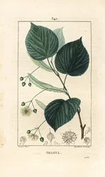 Lind eller lind, Tilia europea, med blad, gren, blomma och frö. Handkolorerad kopparstick av Lambert Junior från en teckning av Pierre Jean-Francois Turpin från Chaumeton, Poiret och Chamberets "" La Flore Medicale,"" Paris, Pa