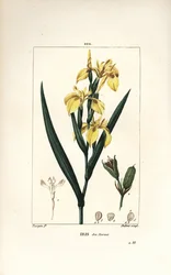 Marsh Iris eller Water Yellow Iris - Gul iris, Iris palustris lutea, blomma, blad och fröskida. Handkolorerad kopparstick av Lambert Junior från en teckning av Pierre Jean-Francois Turpin från Chaumeton, Poiret och Chamberets "" La Flore Me