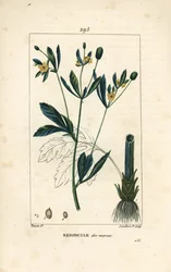 Marsh caltha, kärrpopulation eller vattenblomma - Marsk ringblomma eller kärrkråkfot, Caltha palustris (Ranunculus palustris), med blomma, blad, stjälk, rot och frö. Handkolorerad kopparstick av Lambert Junior efter teckning av Pierre Jea