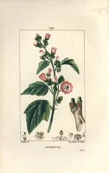 Marshmallow, Wild Marshmallow eller White Mallow - Marshmallow, Althaea officinalis. Handkolorerad kopparstick av Lambert Junior från en teckning av Pierre Jean-Francois Turpin från Chaumeton, Poiret och Chamberets "" La Flore Medicale,"" Par