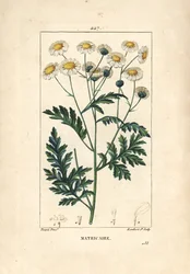 Matricary - Feverfew, Matricaria vulgaris. Handkolorerad kopparstick av Lambert Junior från en teckning av Pierre Jean-Francois Turpin från Chaumeton, Poiret och Chamberets "" La Flore Medicale,"" Paris, Panckoucke