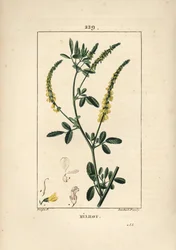 Melilot - Melilot trefoil, Melitotus officinarum. Handkolorerad kopparstick av Lambert Junior från en teckning av Pierre Jean-Francois Turpin från Chaumeton, Poiret och Chamberets "" La Flore Medicale,"" Paris, Panckoucke