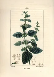 Melisse des jardins eller melisse odlad - Vanlig balsam, Melissa hydrtensis. Handkolorerad kopparstick av Lambert Junior från en teckning av Pierre Jean-Francois Turpin från Chaumeton, Poiret och Chamberets "" La Flore Medicale,"" Paris, Pa