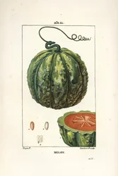 Melon, frukt - Melon, Cucumis melo, med frukt i sektion. Handkolorerad kopparstick av Lambert Junior från en teckning av Pierre Jean-Francois Turpin från Chaumeton, Poiret och Chamberets "" La Flore Medicale,"" Paris, Panckoucke