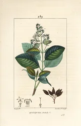 Michurago eller fruta de mono, Ladenbergia macrocarpa (Cinchona ovalifolia), med blomma, blad, stjälk och frö. Handkolorerad kopparstick av Lambert Junior från en teckning av Pierre Jean-Francois Turpin från Chaumeton, Poiret och Chamberets "