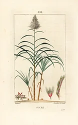 Ädelrör - Sockerrör, Saccharum officinarum. Handkolorerad kopparstick av Lambert Junior från en teckning av Pierre Jean-Francois Turpin från Chaumeton, Poiret och Chamberets "" La Flore Medicale,"" Paris, Panckoucke